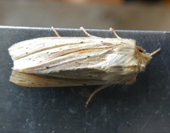 Ichneutica semivittata