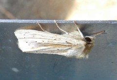 Ichneutica semivittata