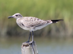 Laughing Gull photo 3