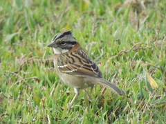 Zonotrichia capensis