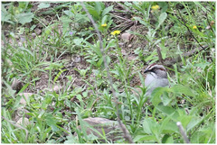 Rhynchospiza dabbenei