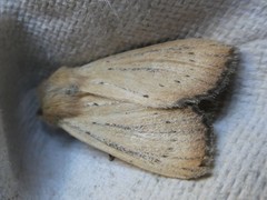 Ichneutica blenheimensis