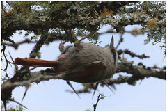 Cranioleuca pyrrhophia