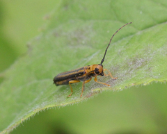 Oberea tripunctata