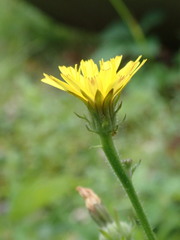 Picris hieracioides hieracioides