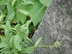 Picris hieracioides hieracioides