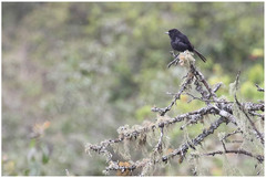 Knipolegus aterrimus