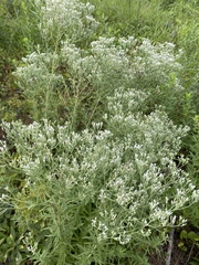 Eupatorium mohrii