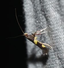 Caloptilia cornusella