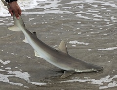 Carcharhinus acronotus