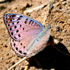 Euryphura concordia