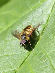 Myathropa florea