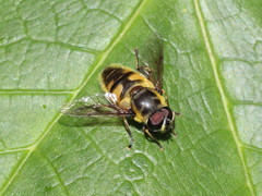 Myathropa florea