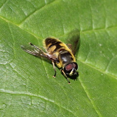 Myathropa florea
