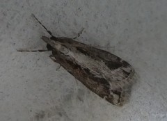 Eudonia steropaea