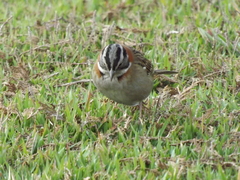 Zonotrichia capensis
