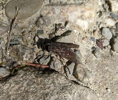 Tabanus novaescotiae