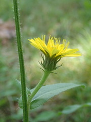 Picris hieracioides hieracioides