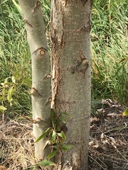 Salix amygdaloides