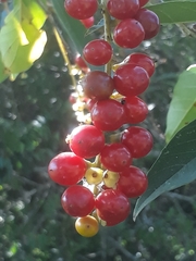 Citharexylum montevidense