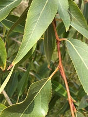 Salix amygdaloides