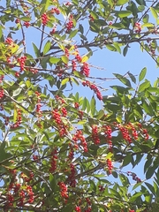 Citharexylum montevidense