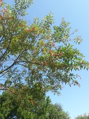 Citharexylum montevidense