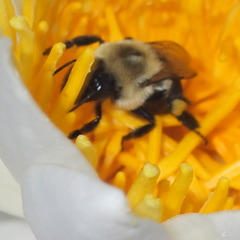 Bombus impatiens image