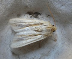 Ichneutica semivittata