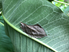 Calpinae