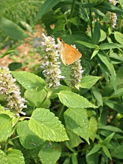 Poanes viator