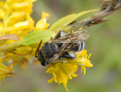 Pseudapis diversipes