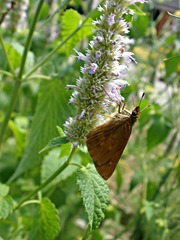 Poanes viator