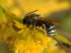 Pseudapis diversipes
