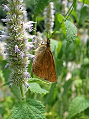 Poanes viator