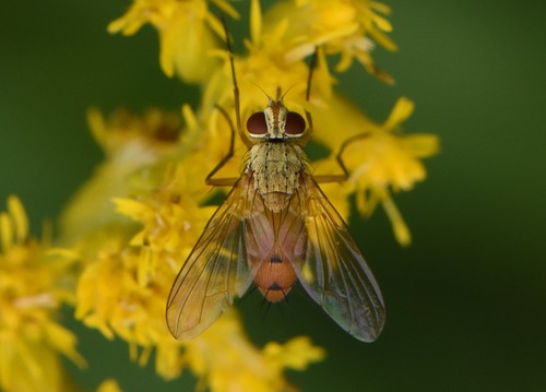 Leskia similis