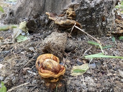 Ganoderma sessile
