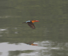 Pelargopsis amauroptera