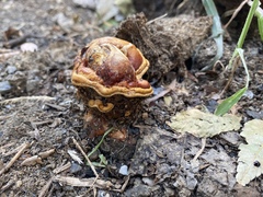 Ganoderma sessile
