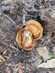 Ganoderma sessile