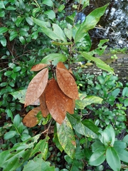 Xylosandrus compactus