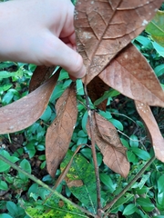 Xylosandrus compactus