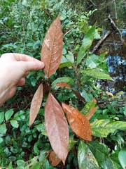 Xylosandrus compactus