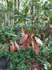 Xylosandrus compactus