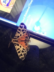 Apantesis nevadensis