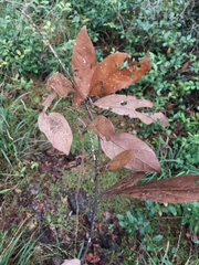 Xylosandrus compactus