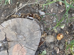 Ganoderma sessile