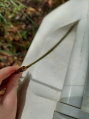 Xylosandrus compactus