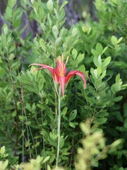 Lilium catesbaei image