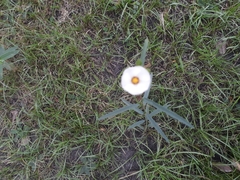 Sida linifolia